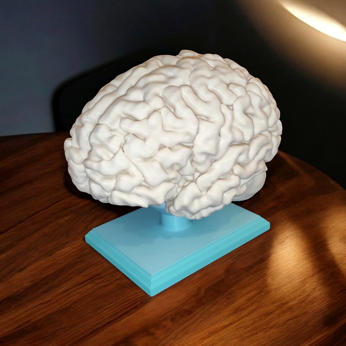 Cervello anatomico umano · Scala 1:1